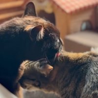 毛づくろいをしあう2匹の猫