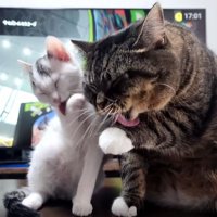 毛繕いする子猫と猫2