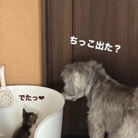 トイレに入っている子猫を見つめる犬