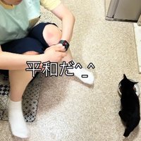 座っている女性とご飯を食べる黒猫の子猫