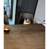 テーブルと猫