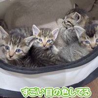 見つめてくる子猫