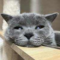 目が半開きになりながら眠る猫