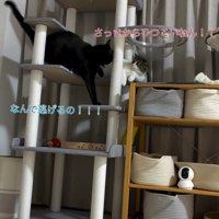 キャットタワーにいる2匹の猫