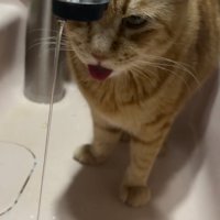 舌を出しながら水を見つめる猫
