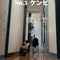 ペットボトルの匂いを嗅ぐ大型犬