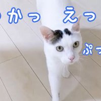 おかえりというチロくん