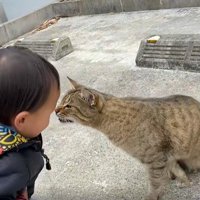顔の近くで鳴く猫