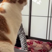 こたつにのっている猫