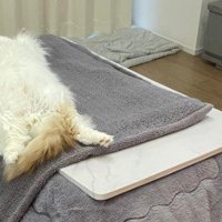 こたつの上で眠る猫