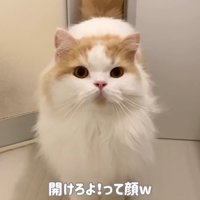 開けろよ！って顔