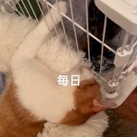 ケージに入った子猫をそばで見守る茶白猫
