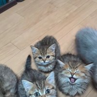 ごはんを催促する子猫