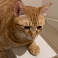 白いところに乗っている猫
