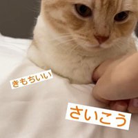 猫の胸元を触っている人