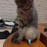 蓋を見続ける猫