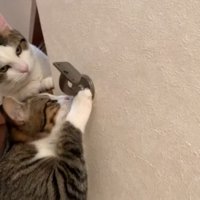 タッチするオデコちゃん