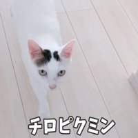 飼い主の後をついていく猫