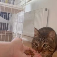 手に近づく猫