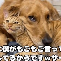 いぬとねこ