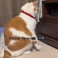 体をそらす猫