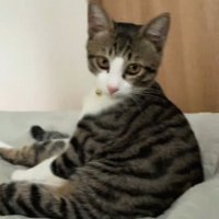 人間のように座る猫さん