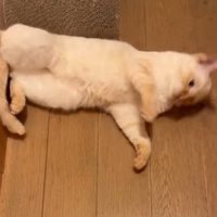 寝転がって壁を蹴っている猫