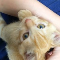 女性の膝の上で鳴く子猫