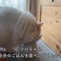テロップ「シロちゃん自分のごはんを～」