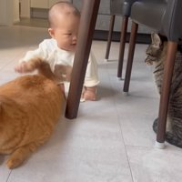見られる猫