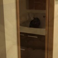 暗い洗面所のシンクにいる黒猫