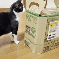 段ボール箱の匂いを嗅ぐハチワレ猫