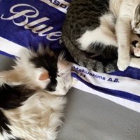 布団で寝る2匹の猫