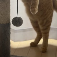 茶トラが立ち上がっている様子