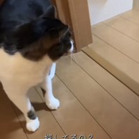 投稿主さんがいなくて寂しそうに佇む保護猫