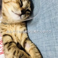 投稿主さんの上で眠るカラーを付けた保護猫