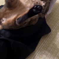 カメラ目線の猫