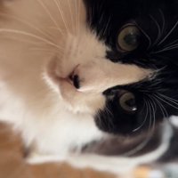 ハチワレ猫の顔アップ