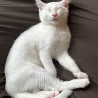 眠る白猫