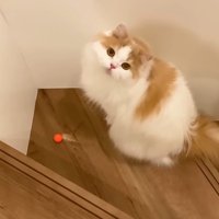 見つめてくる姿