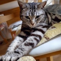 前足を伸ばす猫
