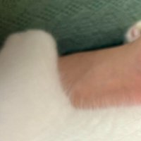 人の手を掴む猫の前脚のアップ