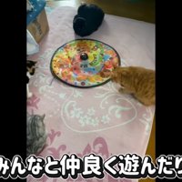 おもちゃで遊ぶ猫たち