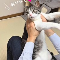 横を向く猫