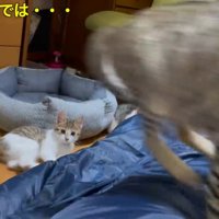寝ている飼い主のお腹を踏みつける猫