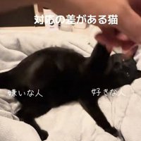 手を振り上げる猫