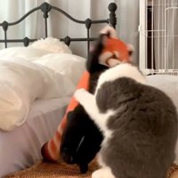レッサーパンダのぬいぐるみを前足で倒す猫