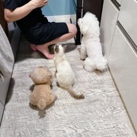 キッチンにいる猫と犬
