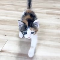 走って来る三毛さん2