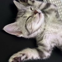 両手をあげて寝る猫